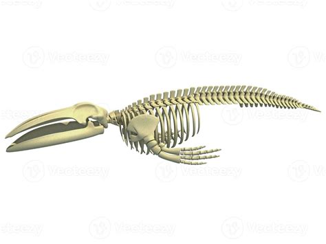 Blue Whale Skeleton animal anatomy 3D rendering 36399754 Stock Photo at Vecteezy