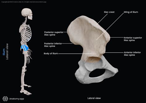 Ilium | Encyclopedia | Anatomy.app | Learn anatomy | 3D models, articles, and quizzes