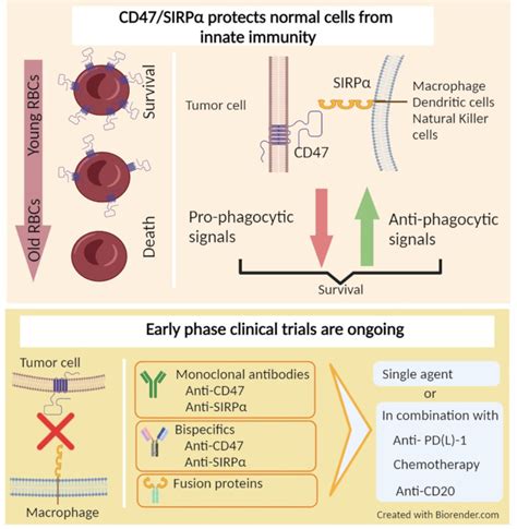 Cancers | Free Full-Text | Cancer Therapy Targeting CD47/SIRPα