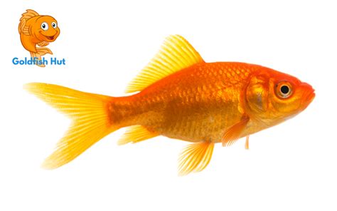 Do Goldfish Need A Filter? The Importance of Filtration for Goldfish Tanks - GoldfishHut