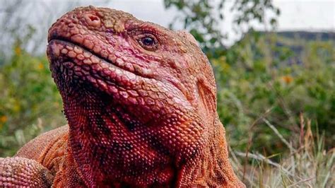 Pink Iguana – Galapagos Islands – Happy Gringo Travel