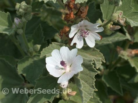 Althaea officinalis, Common marshmallow - Seeds - plants - dried herbs