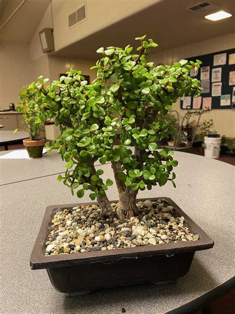 Rope ’em in With Jade Plant — Midori Bonsai