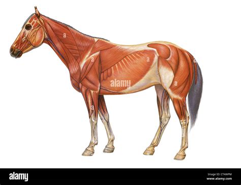 reembolso Goneryl Pesimista horse anatomy drawing Atticus Preludio espectro