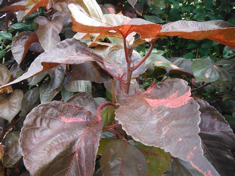 Acalypha wilkesiana 'Louisiana Red'(Copperleaf4) - Richard Lyons Nursery, Inc.