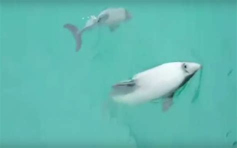 Rare Footage of Endangered Dolphin and Baby Will Make You Want to Stand ...