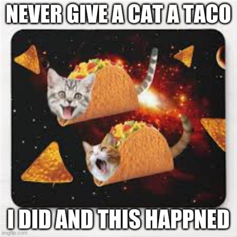 Never give a cat a taco - Imgflip