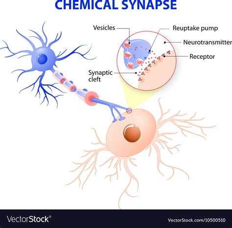 Structure Of A Chemical Synapse