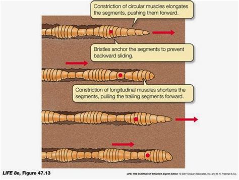 Knowledge Class: Locomotion in Protoctista and Invertebrates