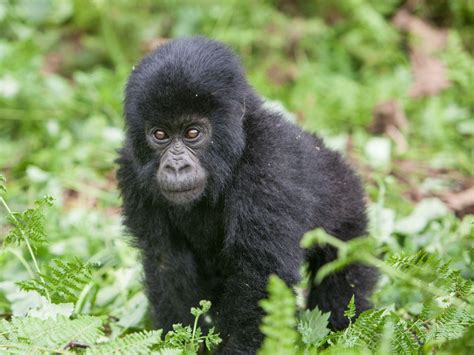 Baby mountain gorilla: Here comes trouble! | Smithsonian Photo Contest ...