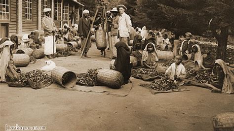 HISTORY OF CEYLON TEA - Alwazah Tea