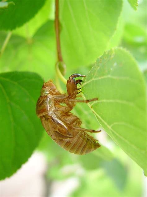 Cicada Cocoon Stock Images - Download 71 Royalty Free Photos