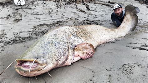 Top 5 unbelievable biggest catfish over 260 pound 2018 - hd by catfishing world