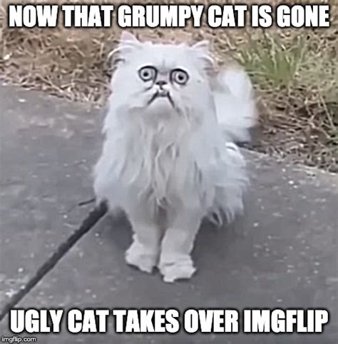 Ugly cat takes over imgflip - Imgflip