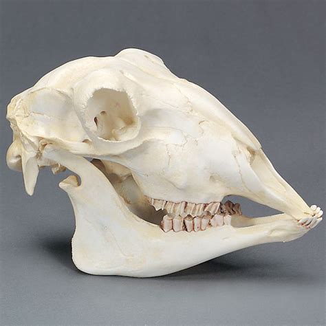 Sheep Skull, Plastic | Carolina.com