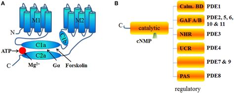 Schematic structure of ACs and PDEs. (A) Structure of Adenylyl cyclase ...