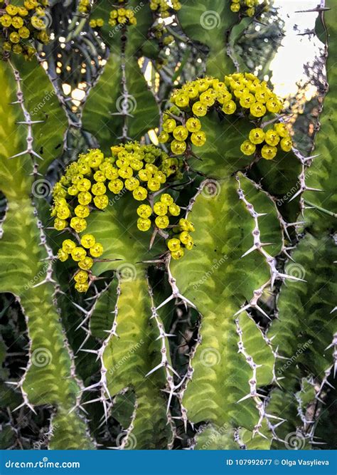 Exotic Cactus in Balboa Park Stock Image - Image of desert, park: 107992677