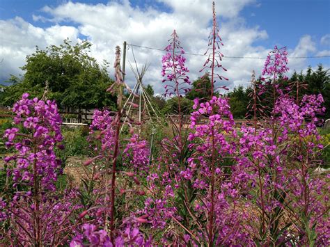 Fireweed Seeds — Ravensong Seeds & Herbals