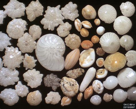 Aquarium Forams