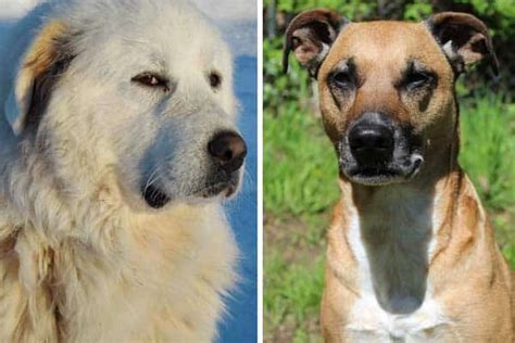 Black Mouth Cur Great Pyrenees Mix: Meet the Powerful Smart Dog ...