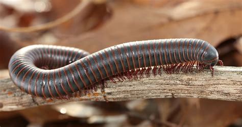 Millipede Facts - Animals of the World - WorldAtlas