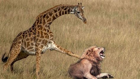 Giraffe Mother’s Heroic Act: Saving Baby from Lion Attack in a Fight for Survival – Archaeology 24