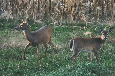 About Us – Great Lakes Wildlife Alliance