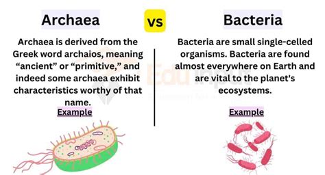 Archaea Vs Bacteria Cell Wall