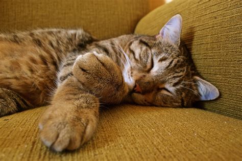 Wallpaper : cat, sleeping, tabby, paws, muzzle 4608x3072 - 4kWallpaper - 991646 - HD Wallpapers ...