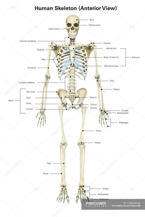 Printable Skeleton Bones