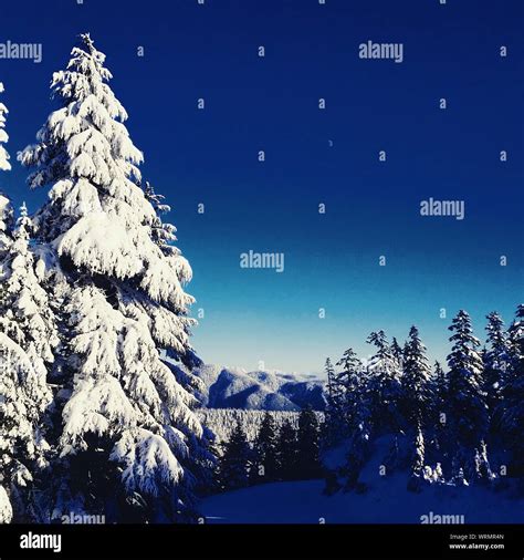 Evergreen trees with snow hi-res stock photography and images - Alamy