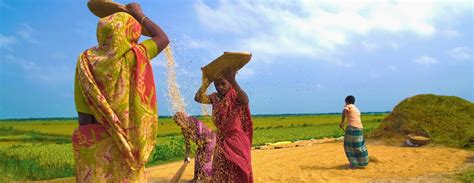 Rice Culture & Traditional Rice Seed Diversity of India - INDIC INSPIRATIONS