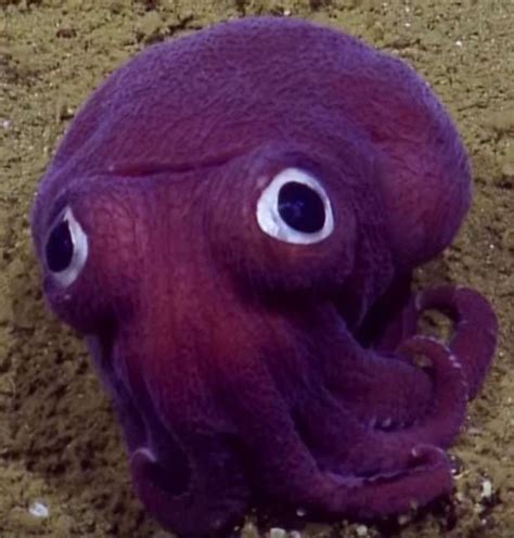 Strange purple sea creatures found in deep ocean trenches (With images ...