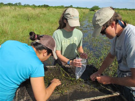 Wetland Restoration | Audubon Corkscrew Swamp Sanctuary