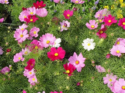 COSMOS BIPINNATUS DWARF Mix 230 Seeds - Etsy Canada