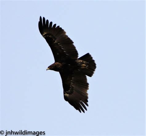 Greater Spotted Eagle – Jon Hardacre Nature Photography