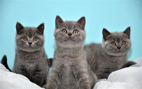 Grey Kittens Wallpapers - Wallpaper Cave