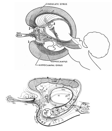 Drawings of the limbic system and the rhinencephalon (olfactory brain)... | Download Scientific ...