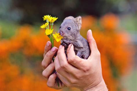 Is Queensland trying to claim the quokka? - 6PR