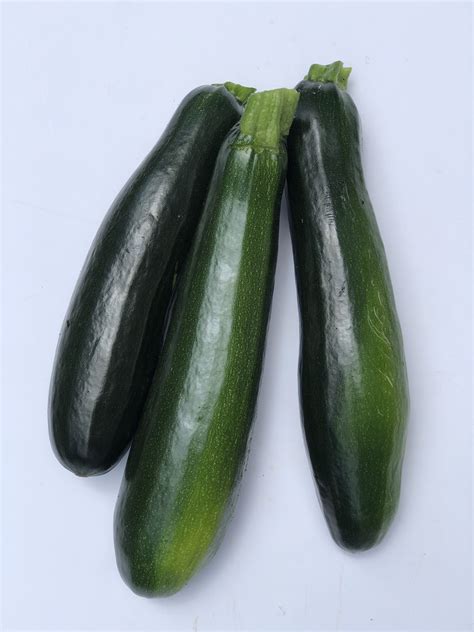 Zucchini, Green Standard - LITTLE BIT FARM