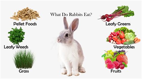 What Do Rabbits Eat? - Feeding Nature