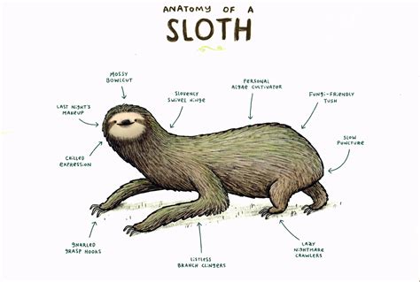 Sloth anatomy : r/properanatomy