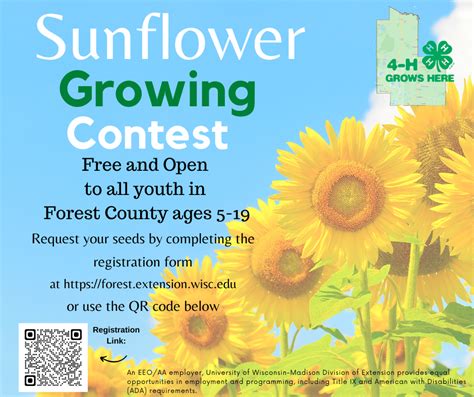 2023 Sunflower Growing Contest – Extension Forest County