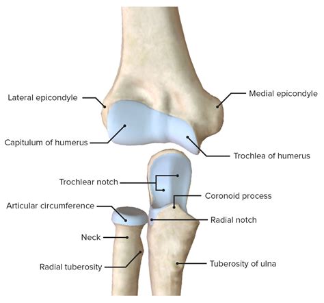 Elbow Joint: Anatomy [+video] - Lecturio Medical