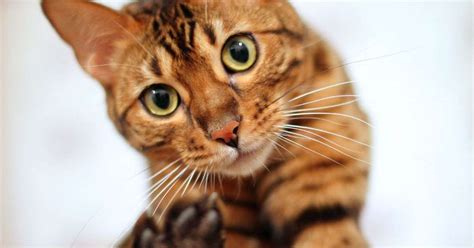 What Breeds Make a Bengal Cat? » Buckaroo Bengals | Bengal cats in ...