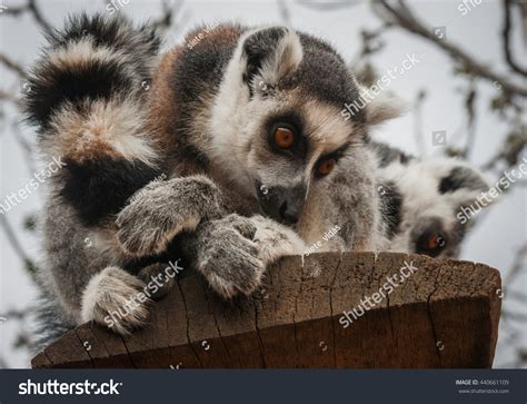 Portrait Red Lemur Natural Habitat Stock Photo 440661109 | Shutterstock