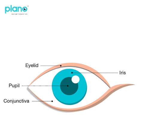 Mydriasis: What Is It, Pronunciation, Causes, Glaucoma Risk, 60% OFF