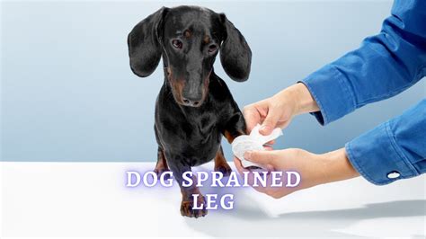 Dog Sprained Leg: Symptoms, Treatment and Recovery