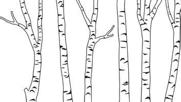 Birch Trees Clip Art