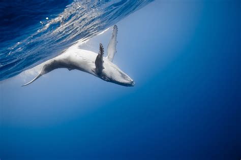 The Rare Beauty of Dozens of Migrating Humpback Whales